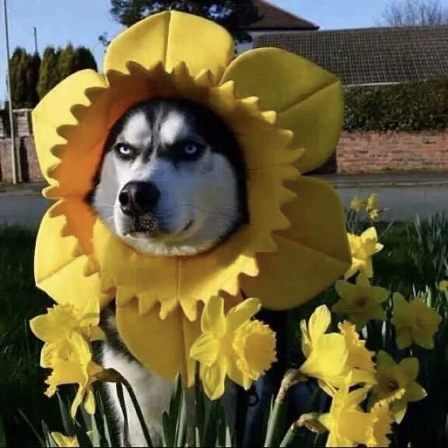 acg666000的头像-ACG游戏网